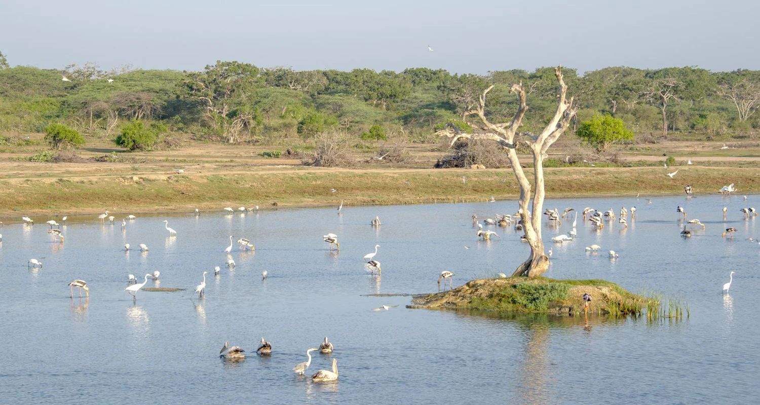 Bundala National Park