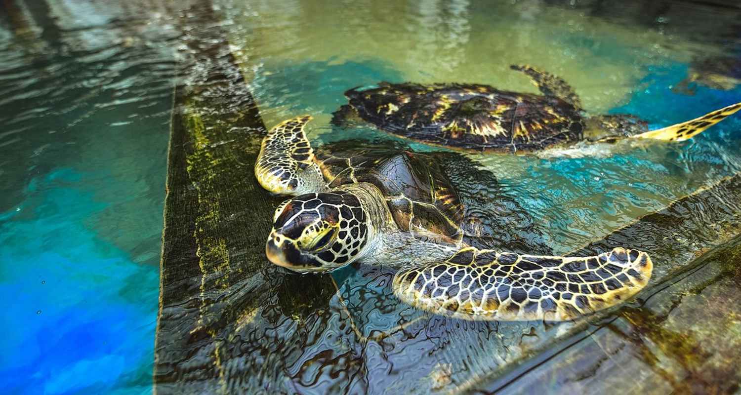 sea-turtle-farm-and-hatchery